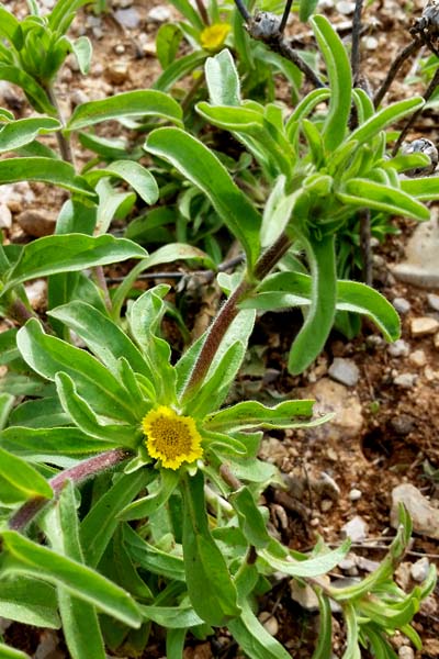 Astérolide aquatique